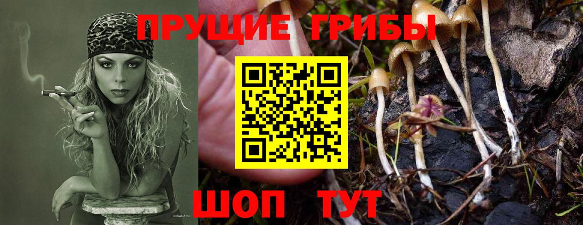 Верхняя Пышма  Галлюциногенные грибы GOLDEN TEACHER  Вход с VPN 